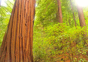 Heritage Grove